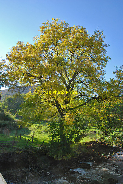 Photo 6"x4" Tree by the Afon Lliw Dolhendre c2010