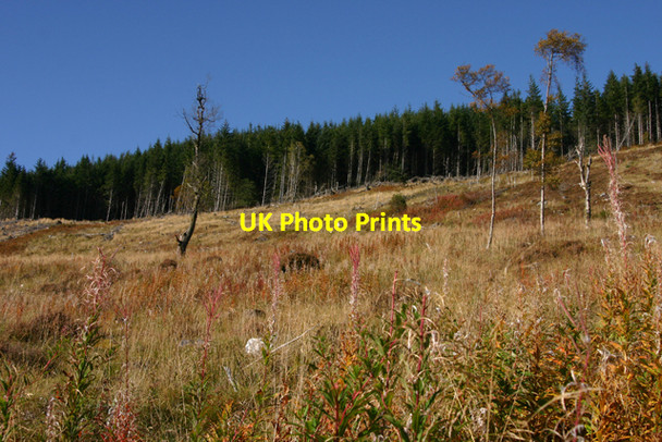 Photo 6"x4" Hillside SW of Meall an Daimh Meall an Daimh\/NH2522 c2010