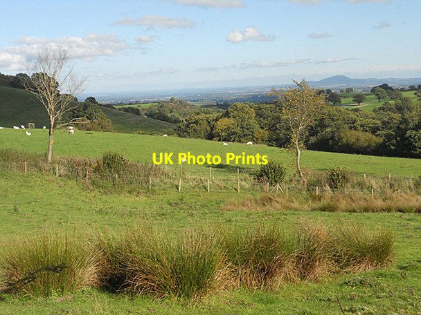 Photo 6"x4" Fields. sheep and hills Westcott\/SJ4001 c2010