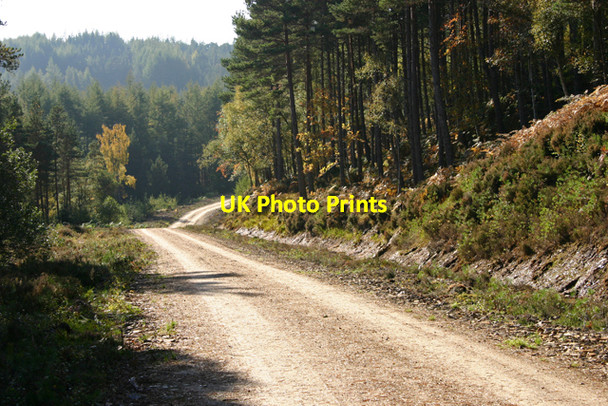 Photo 6"x4" Forest track in Glen Affric Tomich\/NH3027 c2010