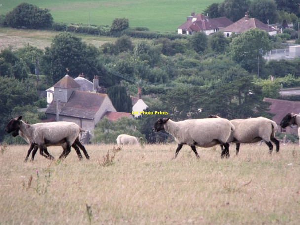 Photo 6"x4" Sheep on the Downs above Clayton parish church Clayton\/TQ3014 c2010