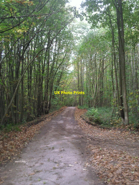 Photo 6"x4" Mereworth Woods Hamptons c2010