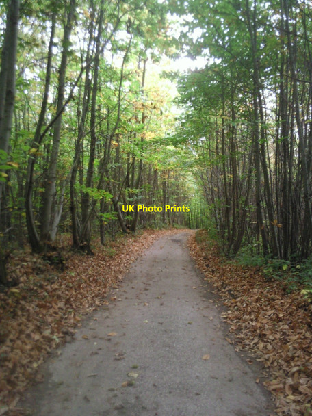 Photo 6"x4" In Mereworth Woods Hamptons c2010