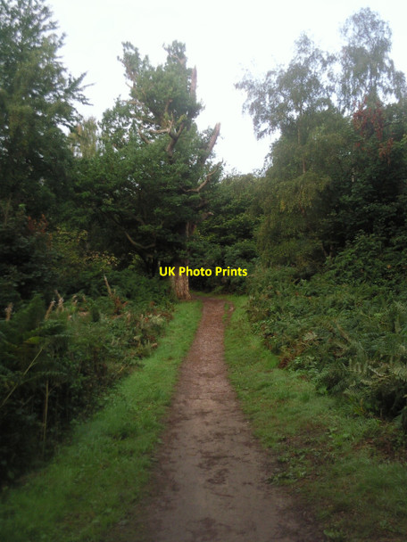 Photo 6"x4" Footpath in Park Wood, Scadbury St Paul's Cray c2010