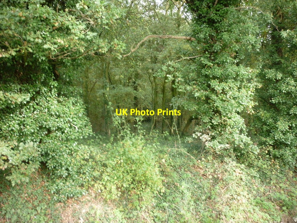 Photo 6"x4" Looking into the woods from the Green Lane North Howden c2010