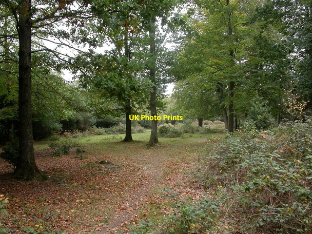 Photo 6"x4" Wootton, woodland Ossemsley c2010