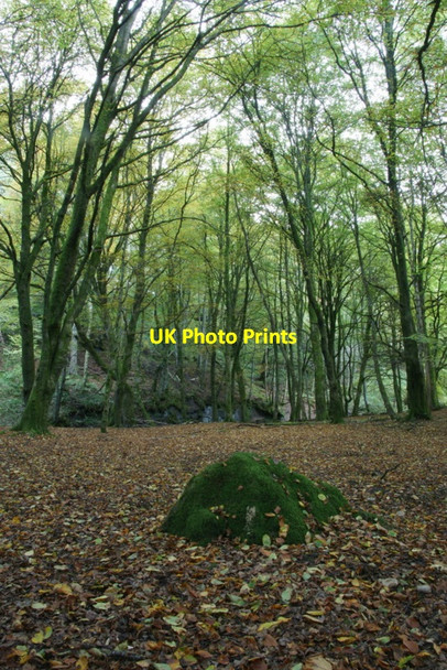 Photo 6"x4" Beeches in Den o' Alyth Alyth c2010