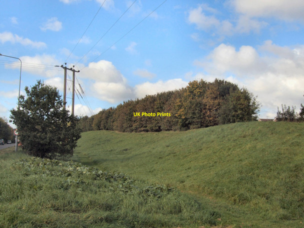 Photo 6"x4" Shrubs by the B2102 Uckfield c2010
