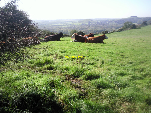 Photo 6"x4" Cattle with a view near North Downs Way Arpinge c2010