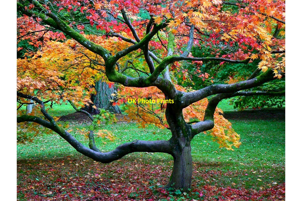 Photo 6"x4" Japanese maple, Westonbirt Arboretum Westonbirt c2010