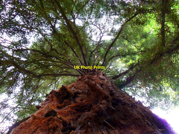 Photo 6"x4" Coast redwood, Westonbirt Arboretum Westonbirt c2010