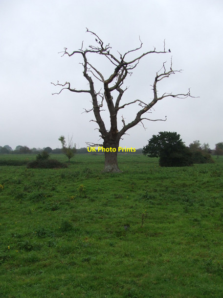 Photo 6"x4" Dead Tree New Buckenham c2010