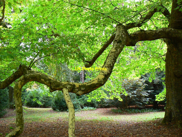 Photo 6"x4" Oriental plane tree (Platanus orientalis), Westonbirt Arboretum Westonbirt c2010