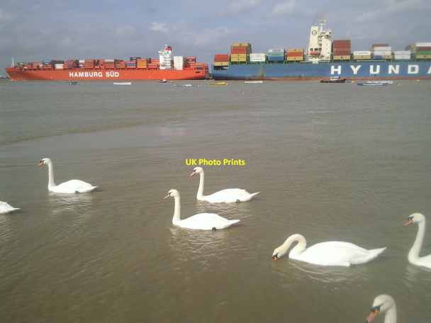 Photo 6"x4" Swans and ships at Gravesend Gravesend\/TQ6574 c2010