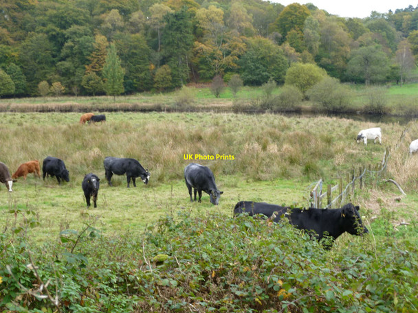 Photo 6"x4" Fertile pasture land by the River Brathay Ambleside c2010