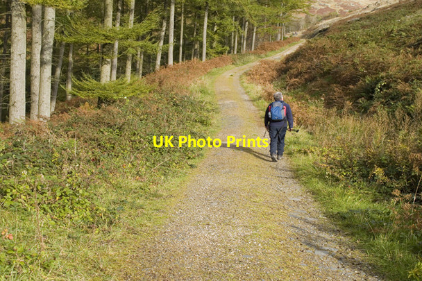 Photo 6"x4" Forestry track to Natty Bridge Hall Dunnerdale c2010