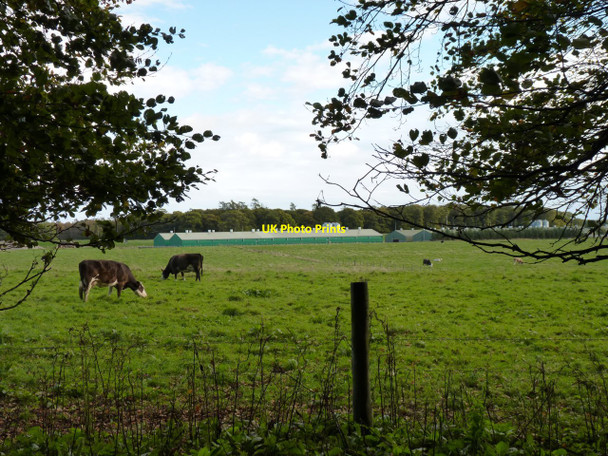 Photo 6"x4" Substantial chicken-coops Edzell c2010