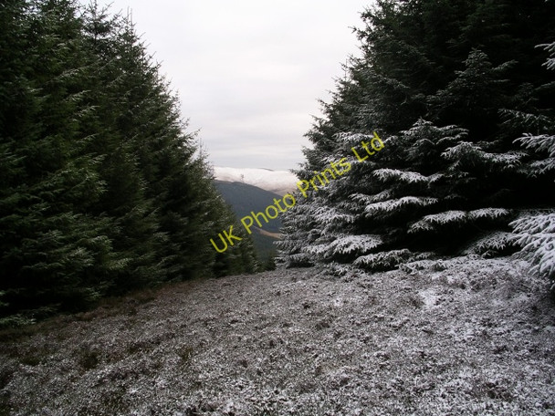 Photo 6"x4" Firebreak, Lamb Law Williamslee c2006