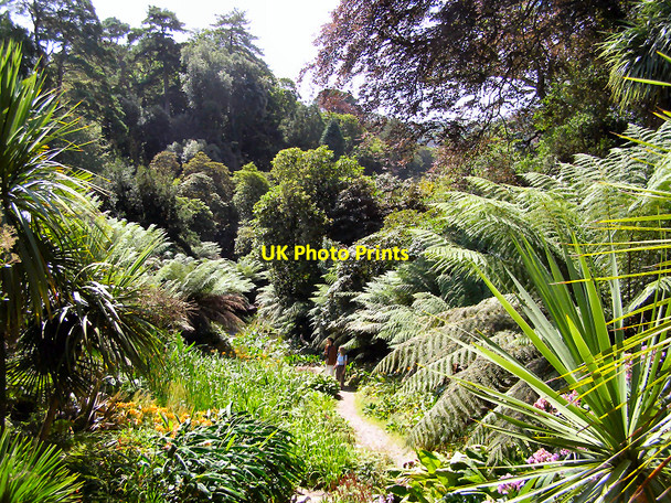 Photo 6"x4" Trebah Garden Durgan c2006