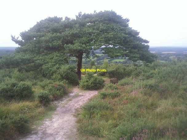 Photo 6"x4" The Lone Pine at the Heffalump Trap, Ashdown Forest Jumper's Town c2010