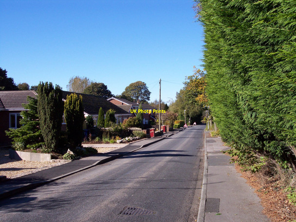 Photo 6"x4" Leylandii at Gorsey Lane Mawdesley Mawdesley c2010