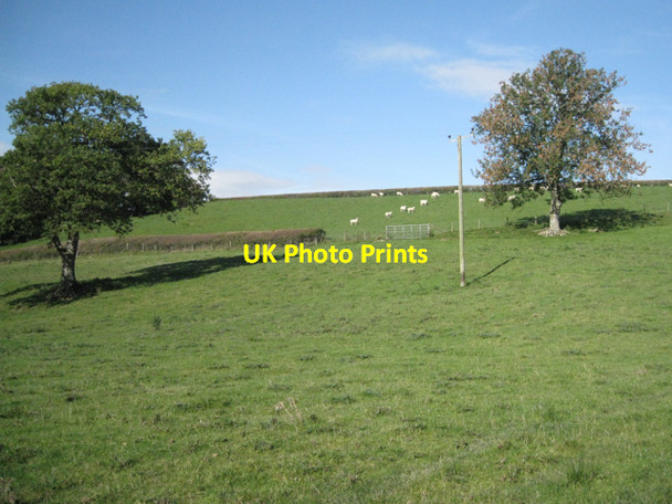 Photo 6"x4" The end of a hedge Fron\/SO0965 c2010