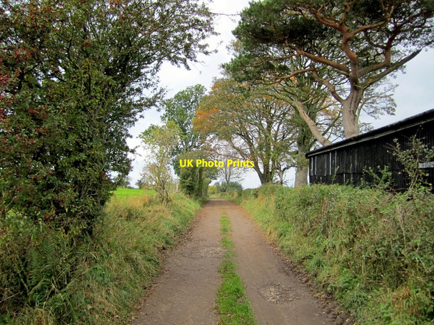 Photo 6"x4" Track west of Sandford Sandford\/NY7216 c2010