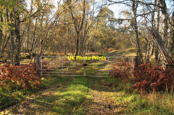 Photo 6"x4" Track into Woodland near Dulsie Tom nam Meann c2010