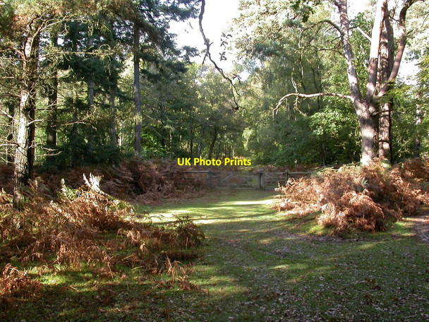 Photo 6"x4" Denny Lodge Inclosure, gate Furzey Lodge c2010