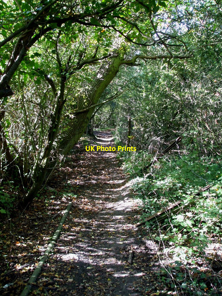 Photo 6"x4" Leafy Footpath Rayleigh c2010