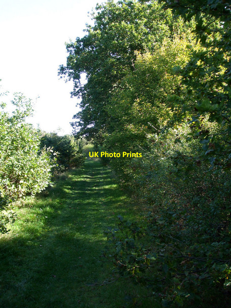 Photo 6"x4" Pathway to Blounts Wood Rayleigh c2010