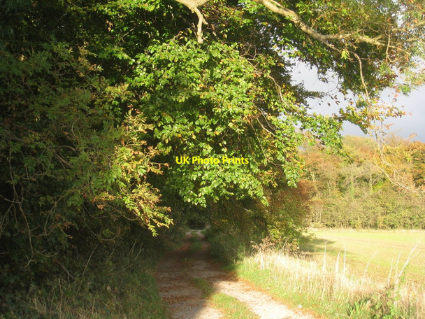 Photo 6"x4" The edge of Hendale Wood Clixby c2010