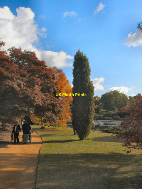 Photo 6"x4" Tree by Middle Lake, Sheffield Park Fletching c2010
