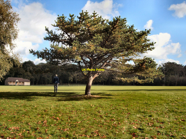 Photo 6"x4" Tree by Sheffield Park Cricket Pitch Fletching c2010