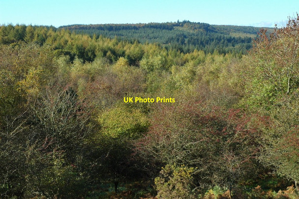 Photo 6"x4" Fedw Wood The Cot c2010