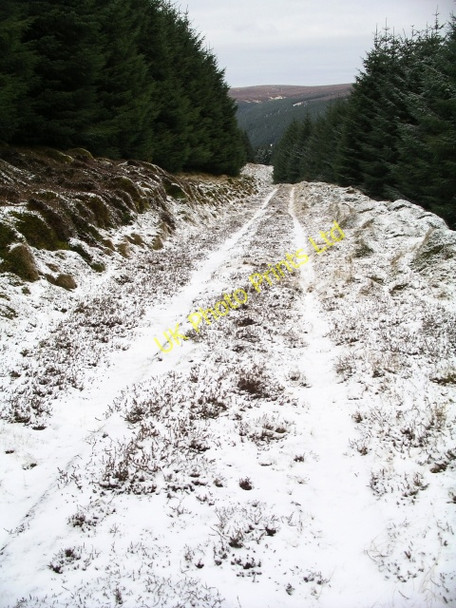 Photo 6"x4" Forest Track, Sherra Law Williamslee c2006