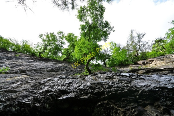 Photo 6"x4" Trow Gill tree Clapham\/SD7469 c2009