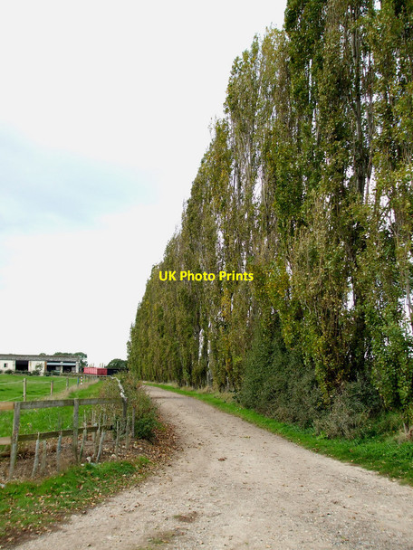 Photo 6"x4" Tree lined road Rayleigh c2010