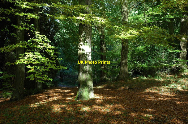 Photo 6"x4" Ravensnest Wood The Cot c2010