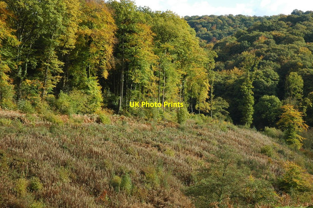 Photo 6"x4" Autumn colours The Cot c2010