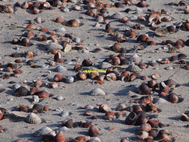 Photo 6"x4" Shells in Udal midden Greinetobht c2010