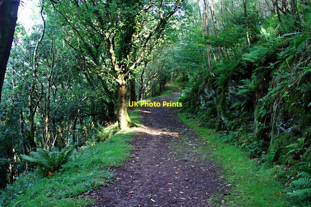Photo 6"x4" Woodland Path Minehead c2010
