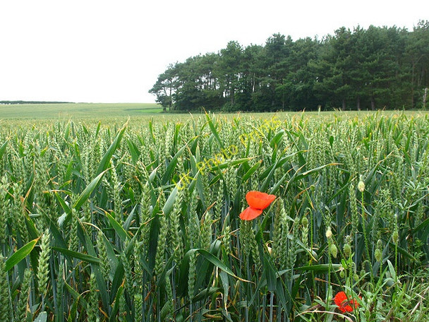 Photo 6"x4" Wheatfield with poppies Chatton c2009