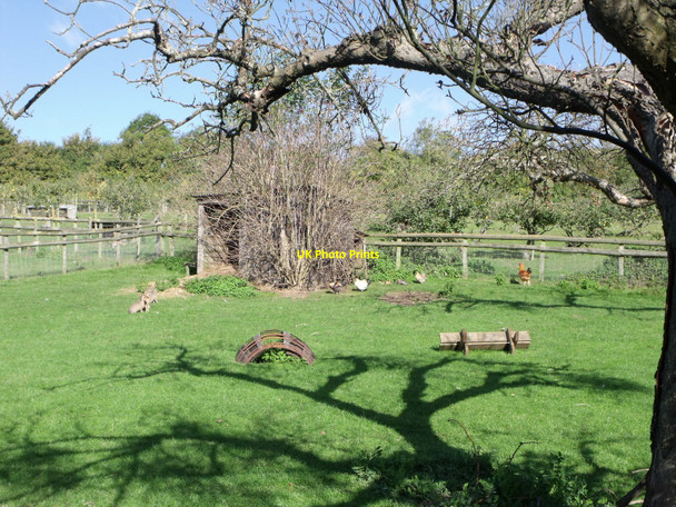 Photo 6"x4" Chicken pen at Badgers Hill Farm and Cidery, Chilham Bagham c2010