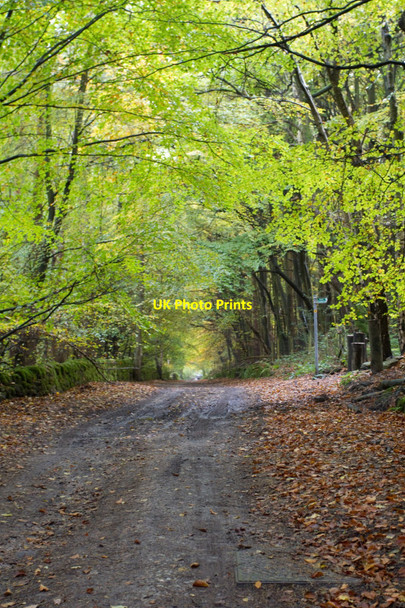 Photo 6"x4" Horsley Carr Coxbench c2010