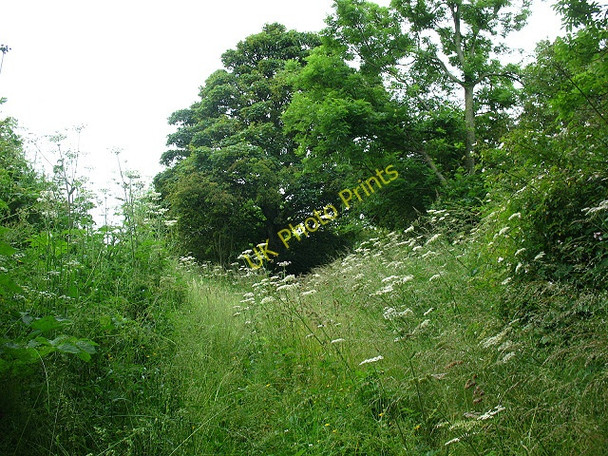Photo 6"x4" Overgrown bridleway at Chatton Chatton c2009