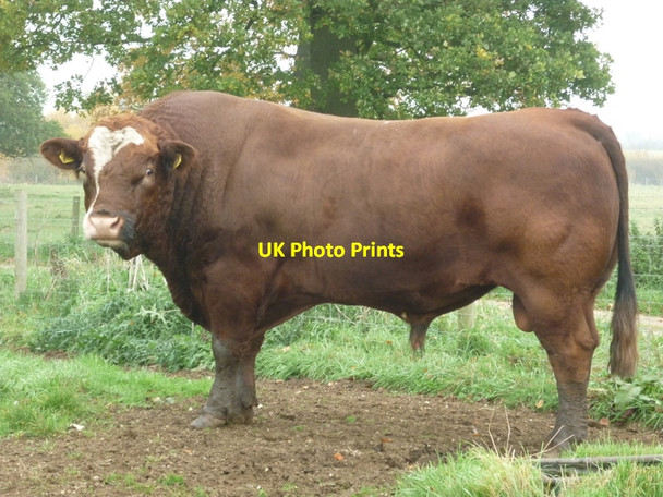 Photo 6"x4" Looking at you looking at me Sancton c2010