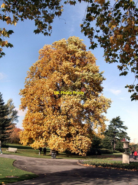 Photo 6"x4" Tree in Kew Gardens Brentford c2010