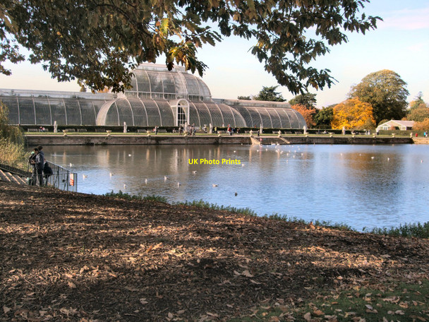 Photo 6"x4" The Pond in Kew Gardens Brentford c2010