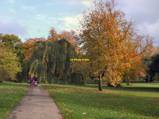 Photo 6"x4" Trees in Chestnut Avenue - Kew Gardens Brentford c2010